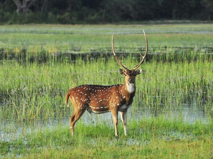 All-Inclusive Minneriya National Park Afternoon Safari - Rare Species Odds: Leopard, Sloth Bear, Crocodiles, and Pythons