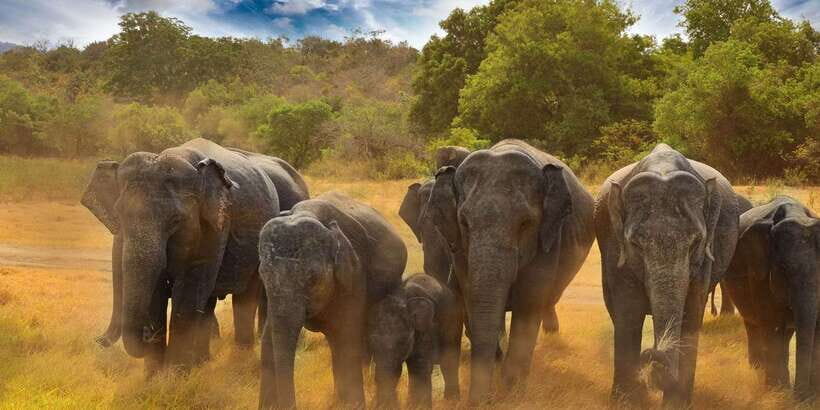 All-Inclusive Minneriya National Park Afternoon Safari - What the Safari Feels Like Inside a Private Jeep