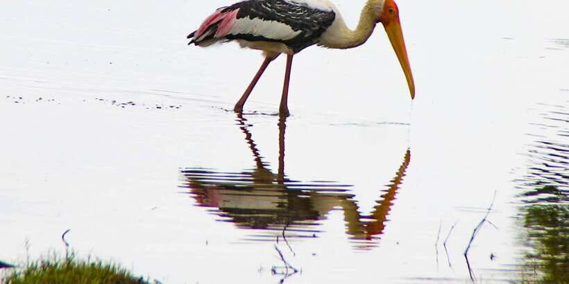 All-Inclusive Minneriya National Park Afternoon Safari - Price and Value: Is $95 a Fair Deal for Minneriya?