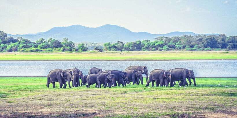 All-Inclusive Minneriya National Park Afternoon Safari - Who Should Book This Safari (and Who Might Skip It)