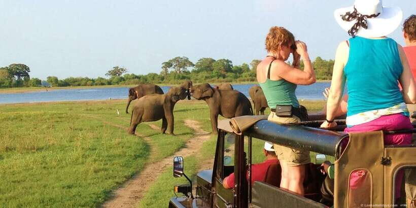 All-Inclusive Minneriya National Park Afternoon Safari - Getting There and Into the Park: Your 4-Hour Game Drive Plan