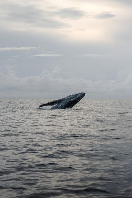 All Inclusive Mirissa Whale and Dolphin Watching Boat Ride - Ocean Rules: Why No Food or Waste Overboard Matters