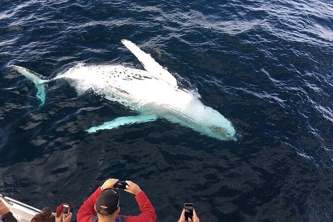 All Inclusive Mirissa Whale and Dolphin Watching Boat Ride - Kotapola to the Open Water at Dawn