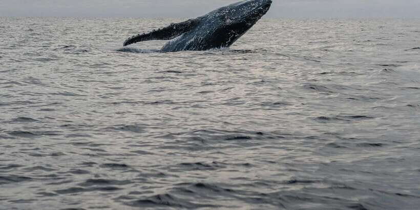All Inclusive Mirissa Whale & Dolphin Watching + Snorkeling - Who Should Book This Tour (and Who Might Prefer a Simpler Plan)