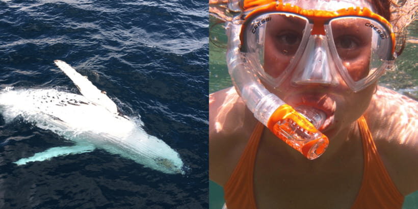All Inclusive Mirissa Whale & Dolphin Watching + Snorkeling - Tuk-Tuk Transfer and Why the Small Logistics Matter