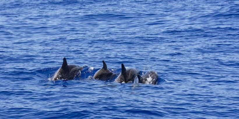 All Inclusive Mirissa Whale & Dolphin Watching + Snorkeling - Lunch in Between: Local Food When You’re Actually Hungry