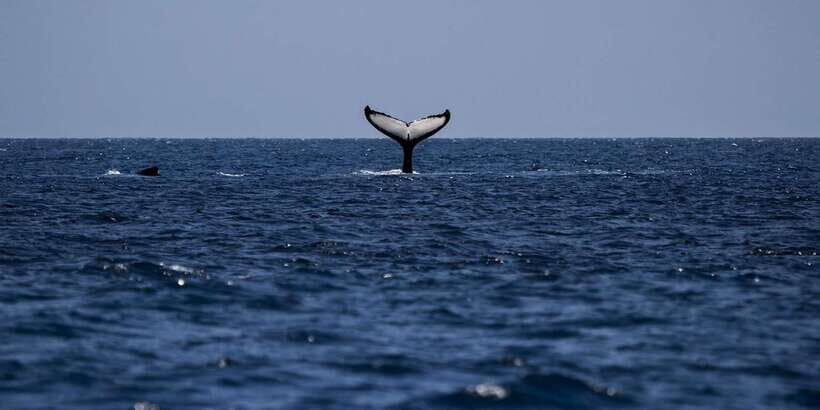 All Inclusive Mirissa Whale & Dolphin Watching + Snorkeling - Price Check: Is $145 Worth It for Whale + Turtle Time?