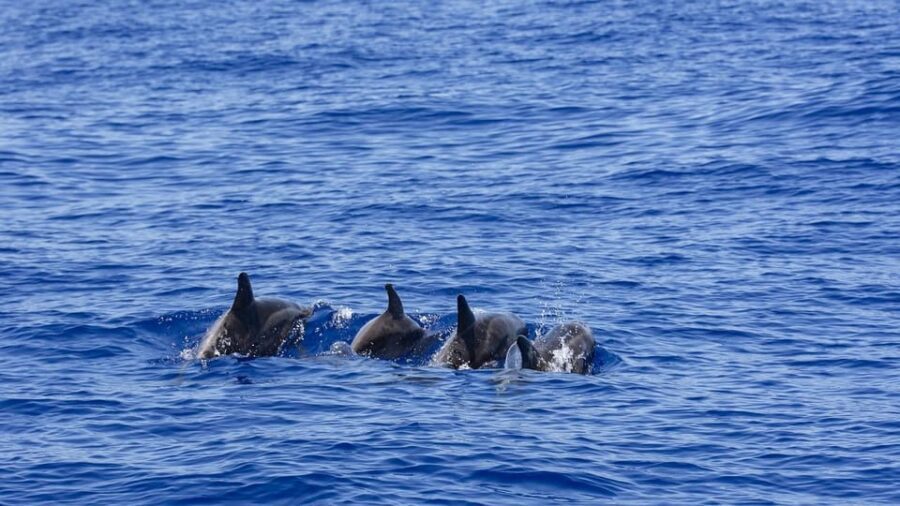 All Inclusive Mirissa Whale & Dolphin Watching + Snorkeling - Weather, Rough Seas, and the Safety Switch