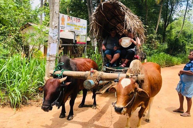 All inclusive Private Day tour Sigiriya, Dambulla & traditional village tour - Private vehicle logistics from Negombo: time savings you can feel