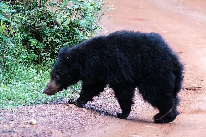 All Inclusive Private Full Day Safari in Yala National Park with Lunch - Morning jeep safari: elephants, leopards, and the waiting game