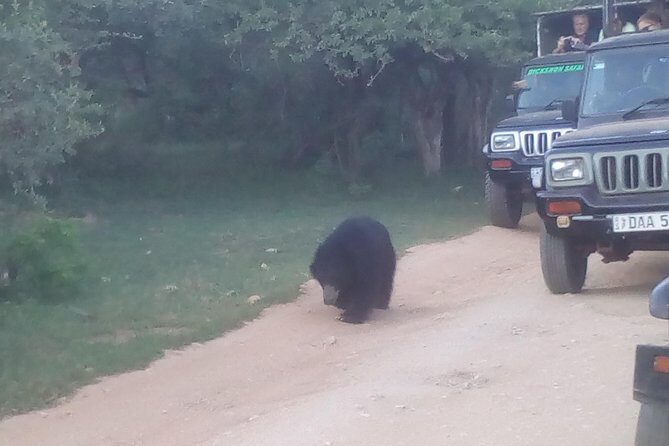 All inclusive Private jeep safari at Yala National park - Private All-Inclusive Yala Safari From Colombo: The Big Picture