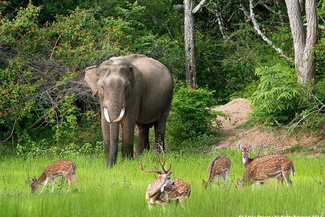 All inclusive Private jeep safari at Yala National park - Entering Yala National Park by Safari Jeep: What You’ll Look For