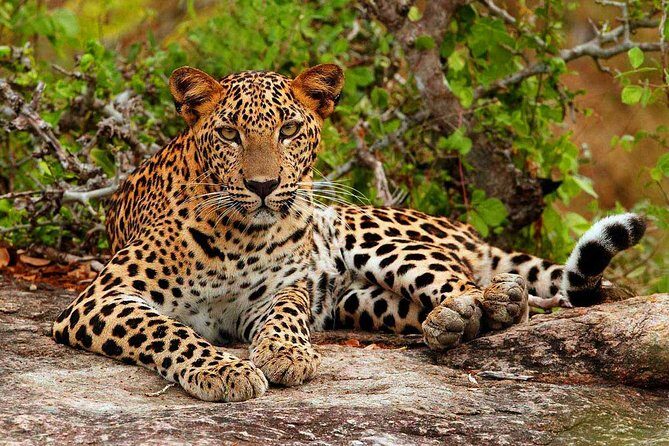 All inclusive Private jeep safari at Yala National park - Sithulpawwa Rock Temple Break: A Calm Change of Pace