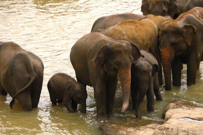 All inclusive Private safari at Wilpattu National park from Negombo - Private pickup and park-gate timing: early starts, private comfort