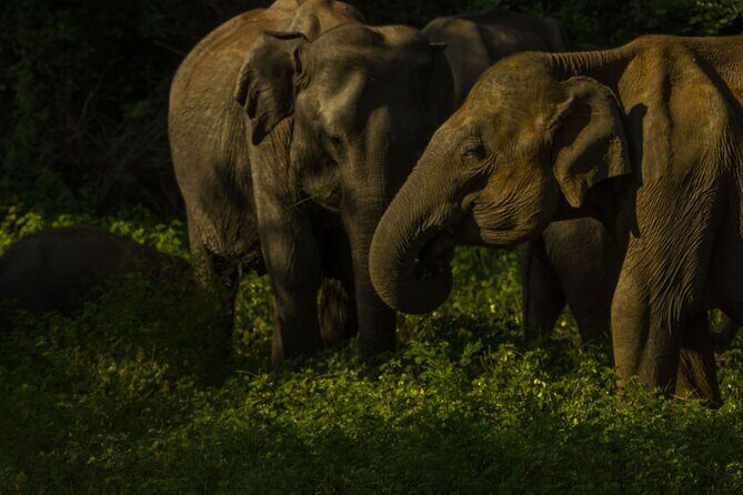 All Inclusive Private Safari in Minneriya National Park - Why Minneriya at dusk is so effective