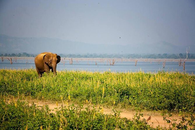 All Inclusive Private Safari in Minneriya National Park - What you do inside Minneriya National Park (step by step)