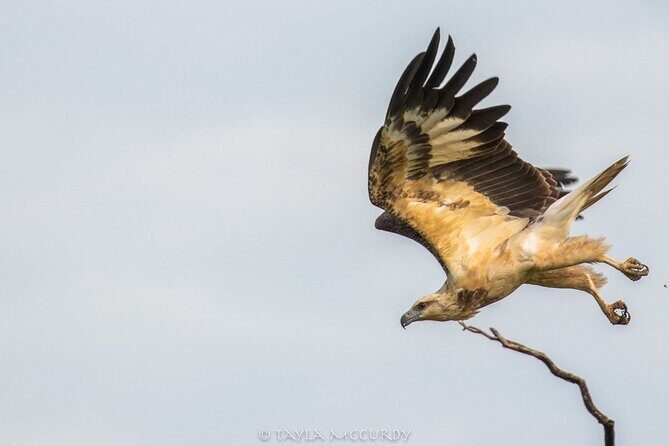All Inclusive Private Safari in Minneriya National Park - What you’ll learn along the way (and why it helps)
