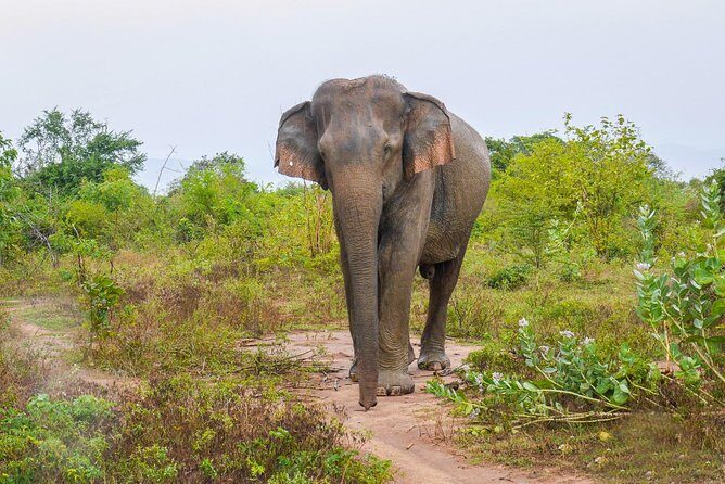 All Inclusive Udawalawa National Park Day Tour From Negombo - Key things I’d put on your shortlist