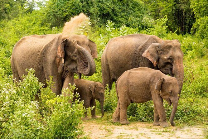 All Inclusive Udawalawa National Park Day Tour From Negombo - A Wildlife Day Built Around One Big Goal: Udawalawe