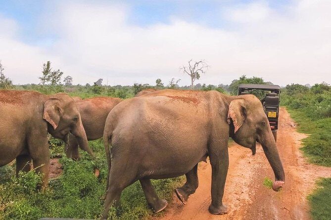 All Inclusive Udawalawa National Park Day Tour From Negombo - Private Transport With an English-Speaking Chauffeur
