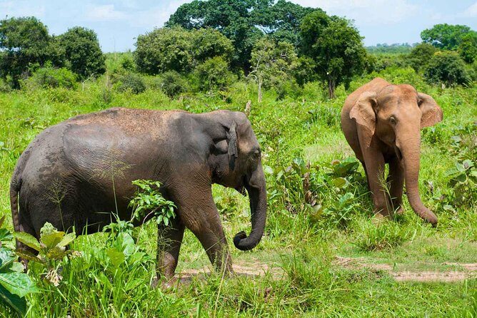 All Inclusive Udawalawa National Park Day Tour From Negombo - The Udawalawe Safari Core: Jeep Time for Elephants and Birds