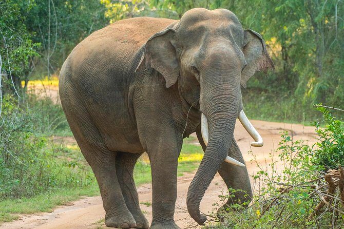 All Inclusive Udawalawa National Park Day Tour From Negombo - How Long Is Too Long? Managing a 12-Hour Day