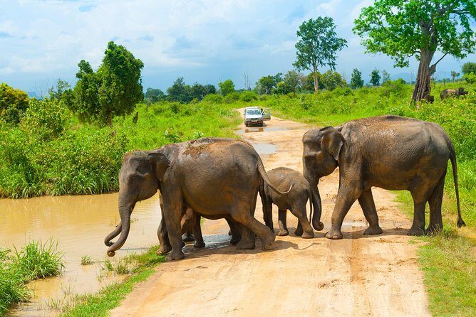 All Inclusive Udawalawa National Park Day Tour From Negombo - Who This Tour Fits Best