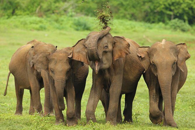 All Inclusive Udawalawa National Park Day Tour From Negombo - The Early Start From Negombo (And Why It Matters)