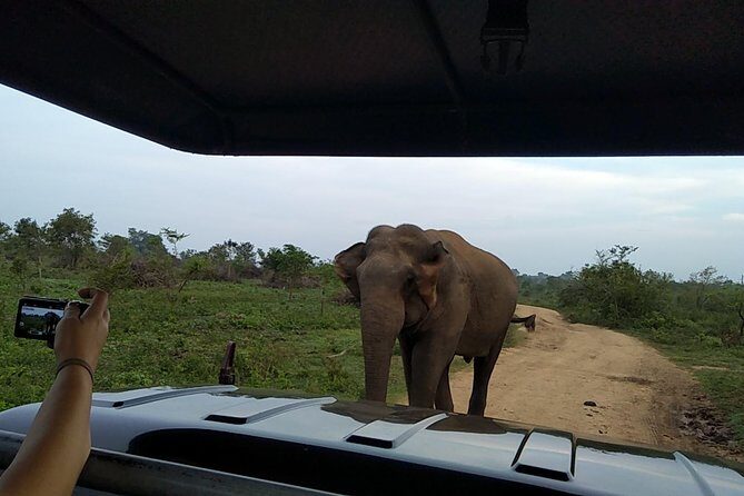 All Inclusive Udawalawe National Park Safari Day Tour from Colombo and Negombo - Udawalawe is built for elephant sightings (and it shows)