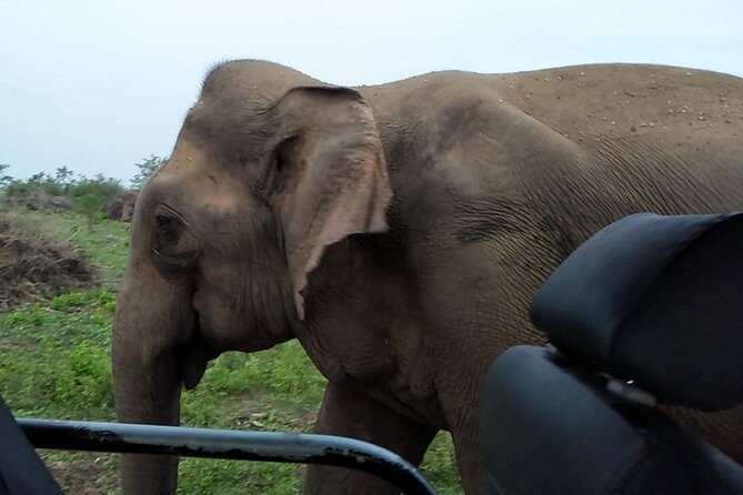 All Inclusive Udawalawe National Park Safari Day Tour from Colombo and Negombo - The safari format: a private 4x4 in the best part of the day