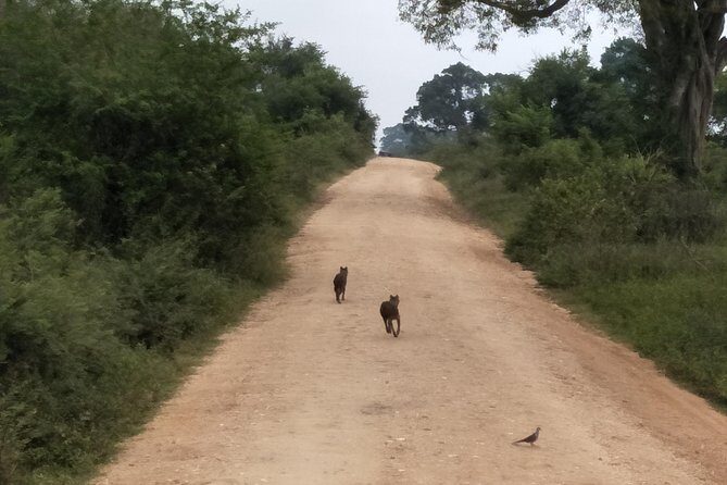 All Inclusive Udawalawe National Park Safari Day Tour from Colombo and Negombo - Wildlife expectations: what you can realistically aim for