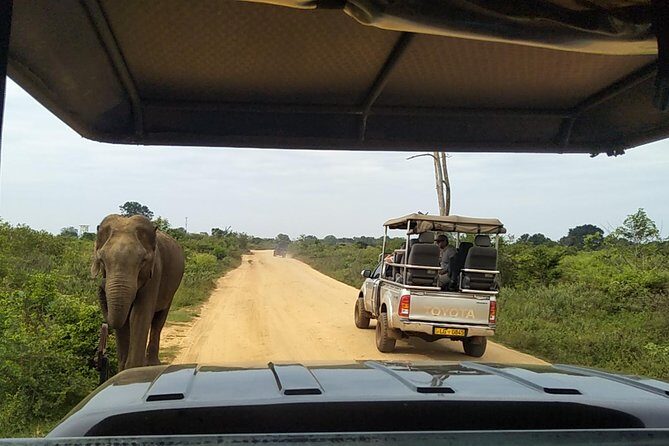 All Inclusive Udawalawe National Park Safari Day Tour from Colombo and Negombo - The guide and driver experience: why names keep coming up