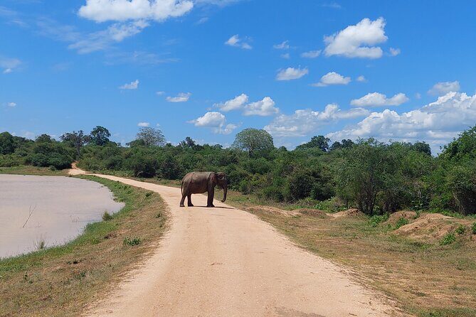 All Inclusive Udawalawe National Park Safari Day Tour from Colombo and Negombo - Price and value: is $335 a fair deal for a private elephant safari?