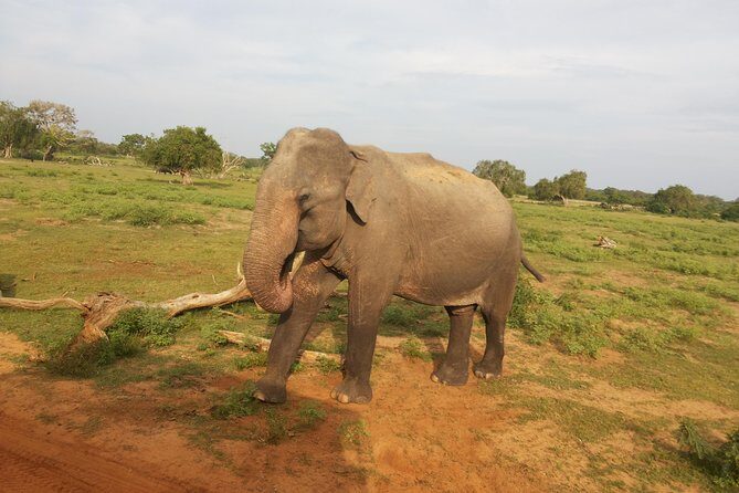 All Inclusive Udawalawe National Park Safari Day Tour from Colombo and Negombo - Colombo or Negombo to Udawalawe: why timing and travel comfort matter