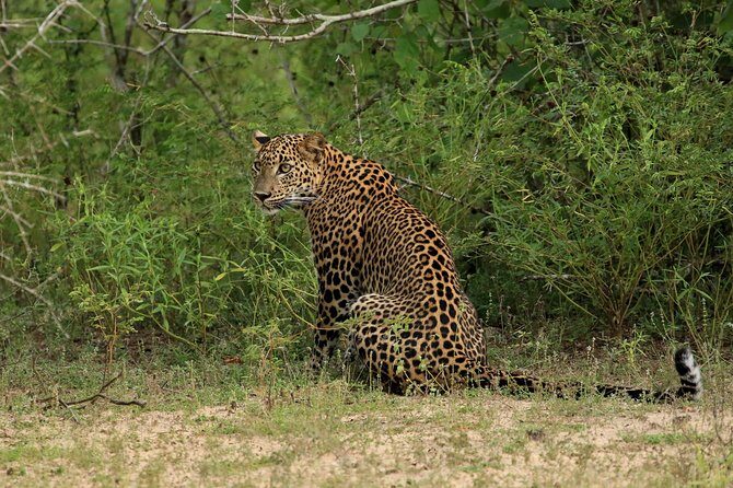All Inclusive Wilpattu National Park Day Tour From Anuradhapura - Key things to know before you go