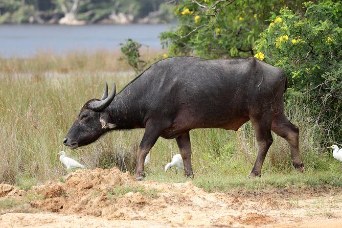 All Inclusive Wilpattu National Park Day Tour From Anuradhapura - Wilpattu Day Tour From Anuradhapura: The drive and why it matters