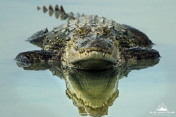 All Inclusive Wilpattu National Park Day Tour From Anuradhapura - Villus: why these water areas are a big deal in Wilpattu