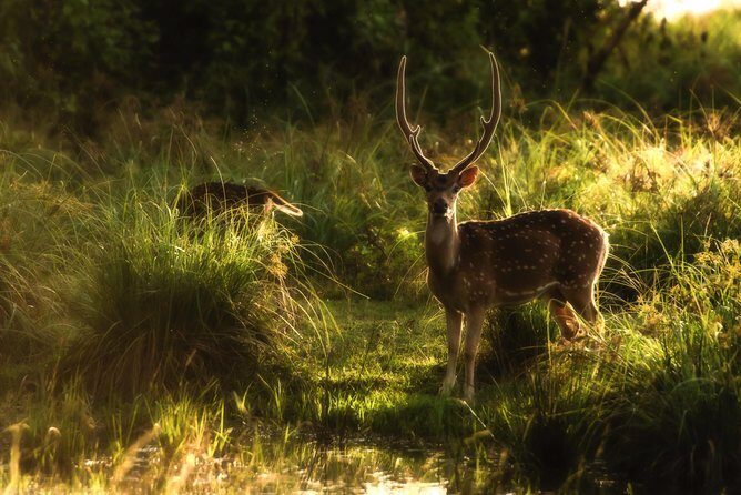 All Inclusive Wilpattu National Park Day Tour From Anuradhapura - Value for $156: what you’re actually buying