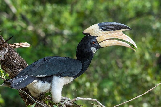 All Inclusive Wilpattu National Park Day Tour From Anuradhapura - Who this Wilpattu safari suits best