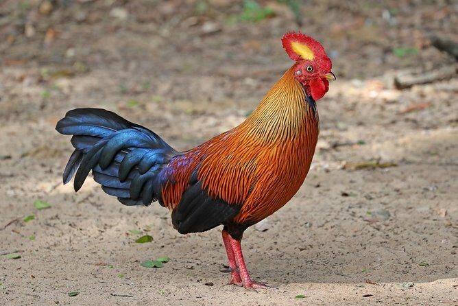 All Inclusive Wilpattu National Park Day Tour From Anuradhapura - The half-day jeep safari: your best chance to see animals calmly