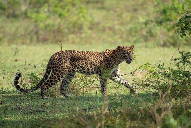 All Inclusive Yala National Park Jeep Safari from Colombo - Leopard country starts at a 6:30 am schedule