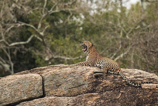 All Inclusive Yala National Park Jeep Safari from Colombo - Sri Lankan rice & curry lunch and timing on a long day