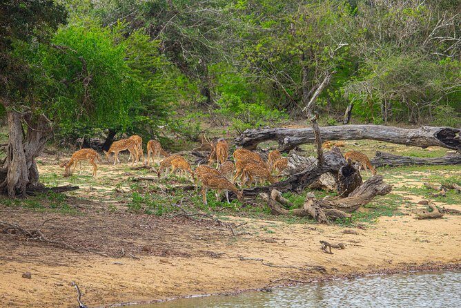 All Inclusive Yala National Park Jeep Safari from Colombo - Safety, English service, and the Blue Lanka Tours touch