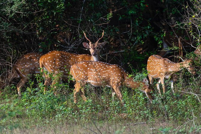 All Inclusive Yala National Park Jeep Safari from Colombo - When Yala might disappoint you (and how the rules protect you)