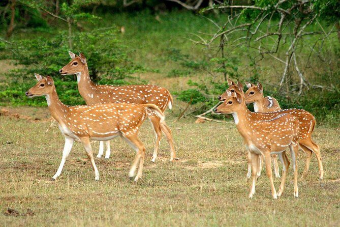All Inclusive Yala National Park Jeep Safari from Colombo - Should you book this Yala Jeep Safari from Colombo?