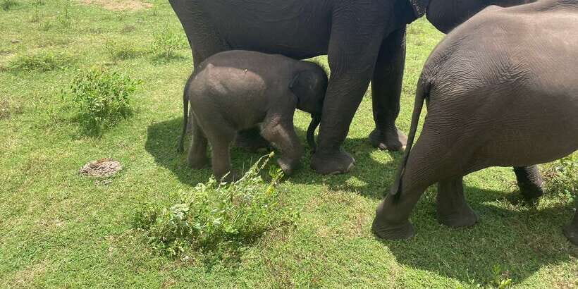 All inclussive Udawalawa National Park Safari From Colombo - Key things to love about this Udawalawe day trip