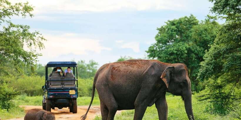 All inclussive Udawalawa National Park Safari From Colombo - Why the Elephant Transit Home matters (and how to use it)