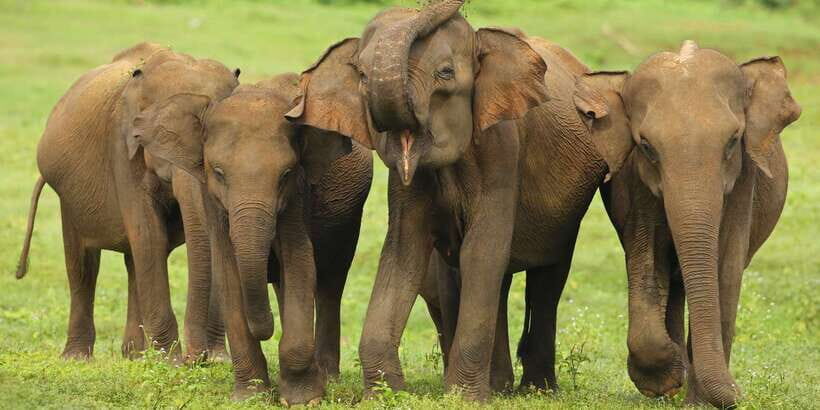 All inclussive Udawalawa National Park Safari From Colombo - Lunch at a local hotel: flexible, but you pay for it