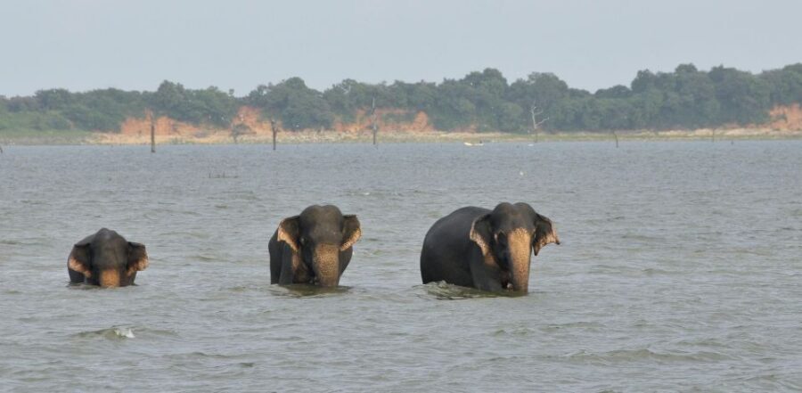 All inclussive Udawalawa National Park Safari From Colombo - Who this safari suits best