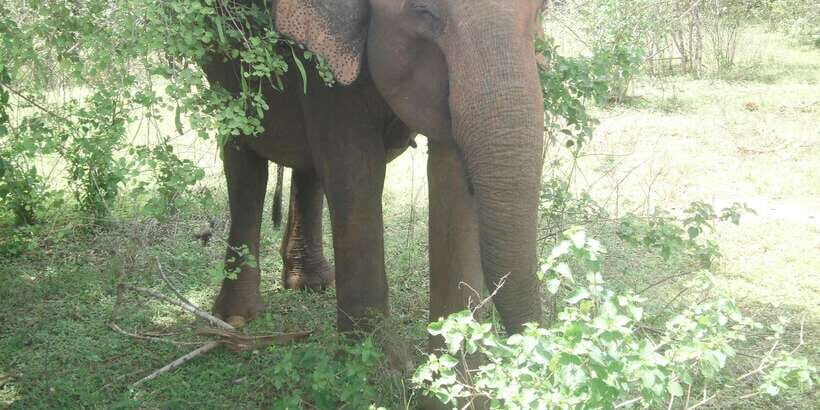 All inclussive Udawalawa National Park Safari From Colombo - Udawalawe National Park jeep safari: where the day lives